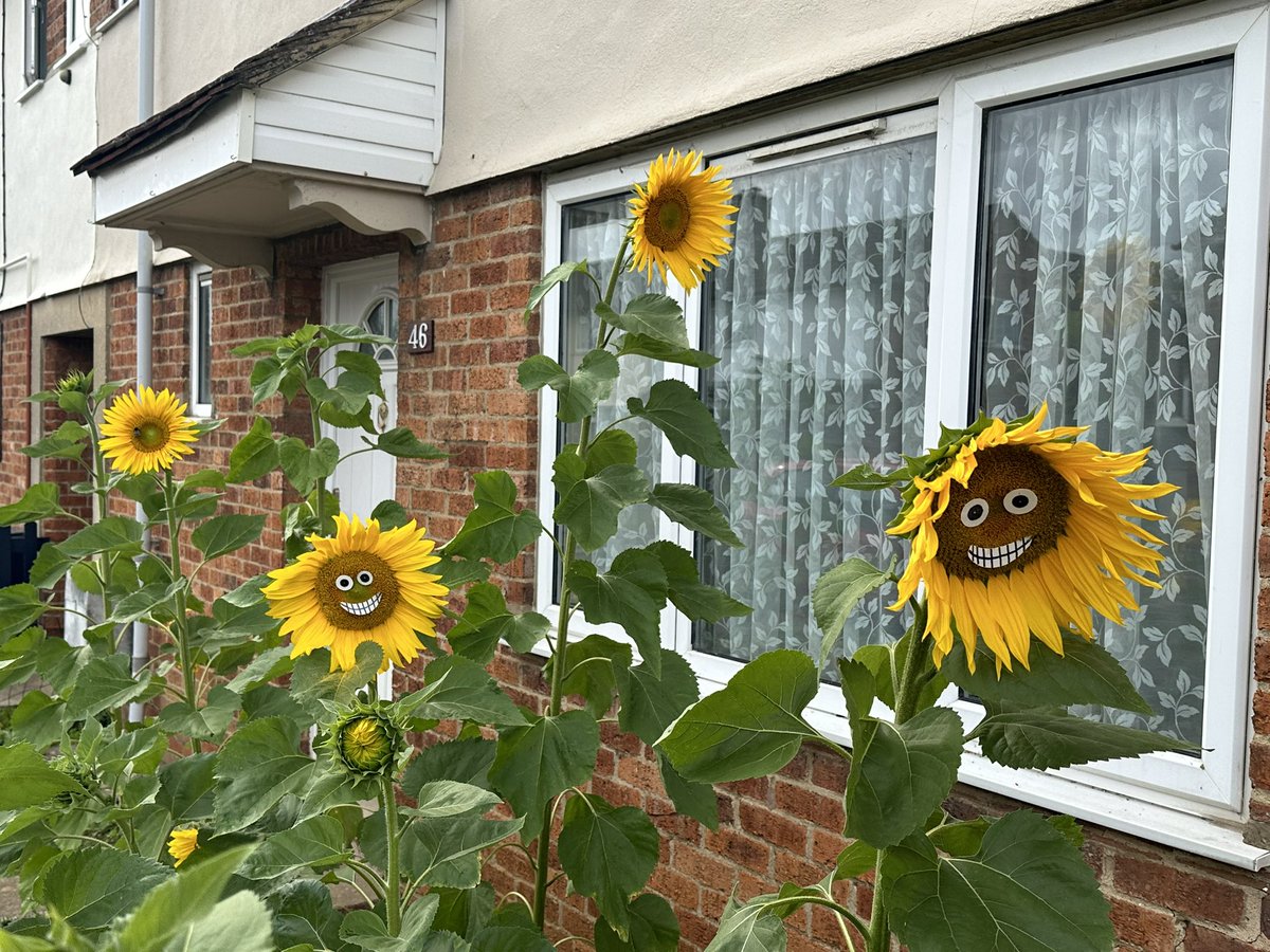 springy_steve's tweet image. Every year a neighbour on our street does this. He plants out a few sunflowers in the little patch of soil out the front of his house. When they come into flower he sticks little smiley faces on them! I just had to stop today and take a picture. 😂