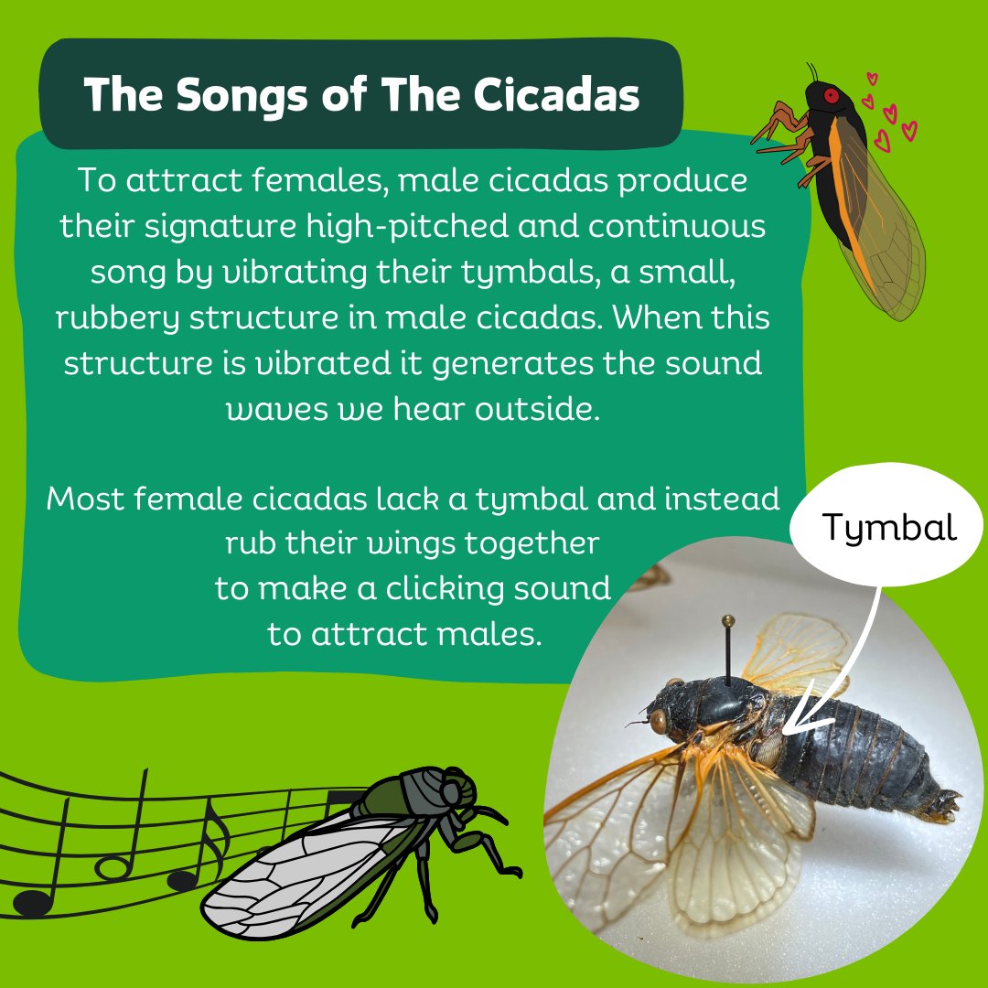 MSUBugHouse's tweet photo. Cicadas are back and buzzing! Learn more about these incredible insects and their emergence this summer! 🦗🌳 https://t.co/DZE2O7mCUO