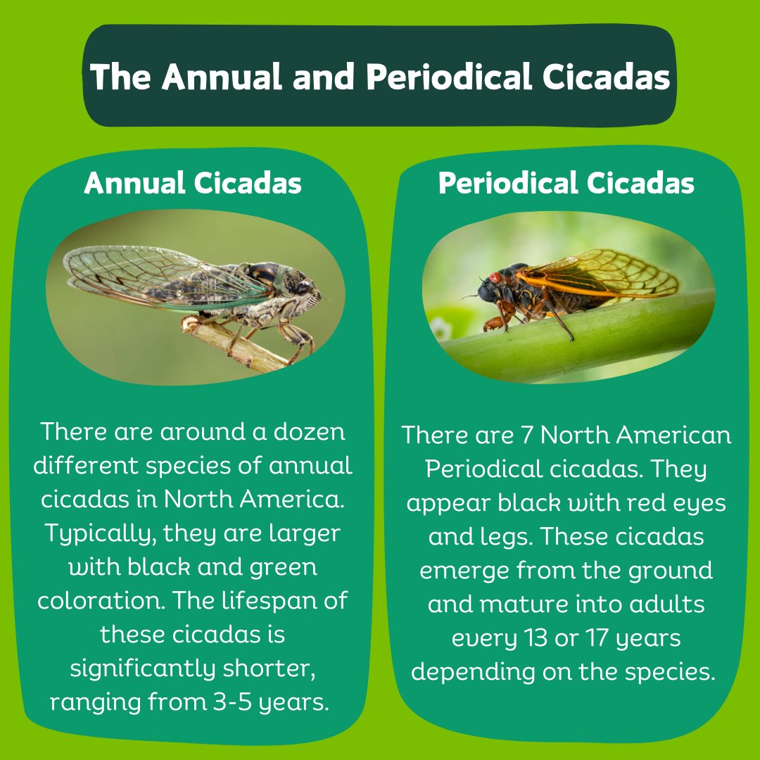 MSUBugHouse's tweet photo. Cicadas are back and buzzing! Learn more about these incredible insects and their emergence this summer! 🦗🌳 https://t.co/DZE2O7mCUO