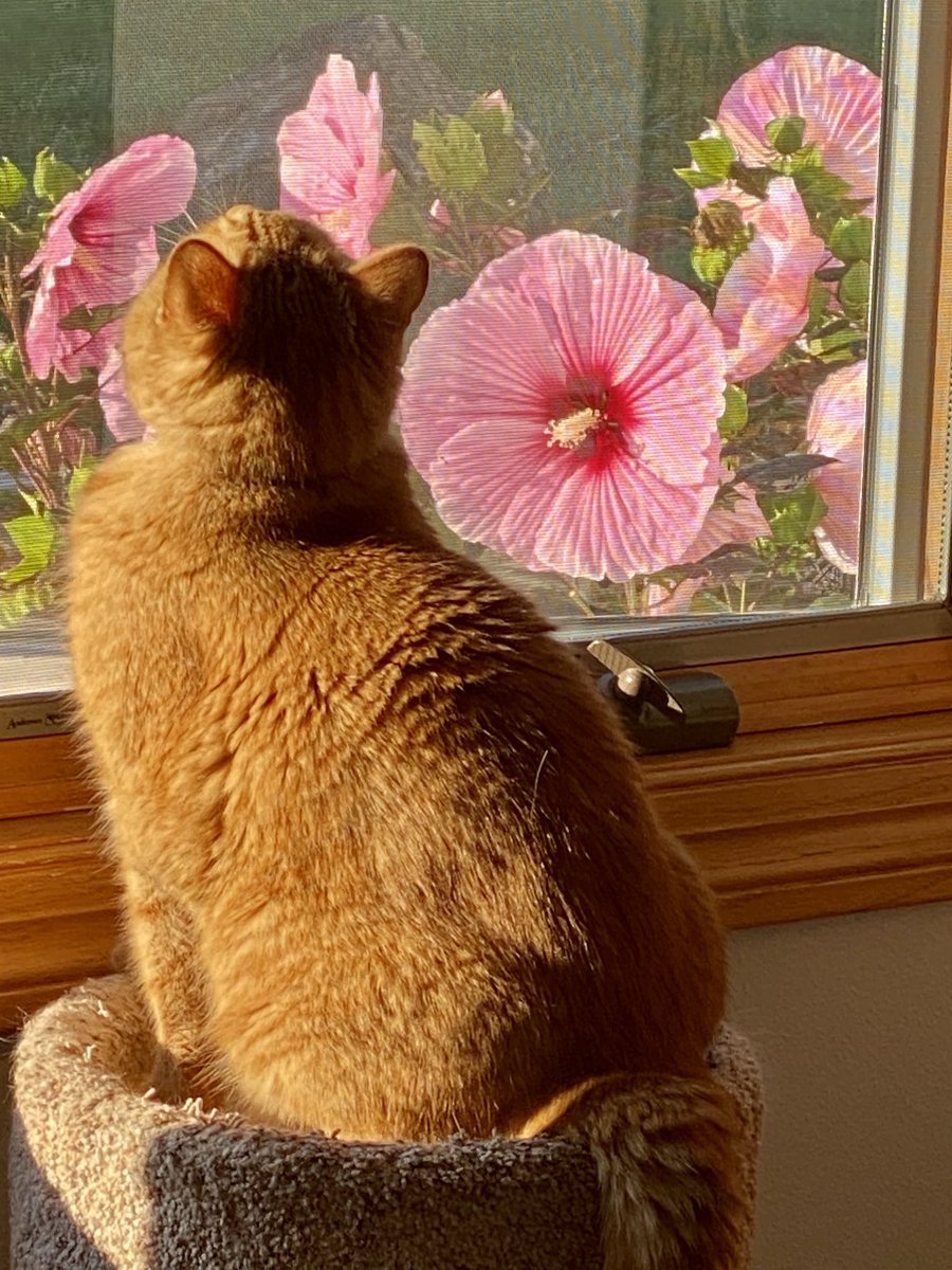 Time to stop for a moment, soak in the moment, enjoy the breeze on this gorgeous day. Be like Georges. Change is coming. It’s glorious.                                              #catsoftwitter #gardens #flowers #nature #iowa #midwest