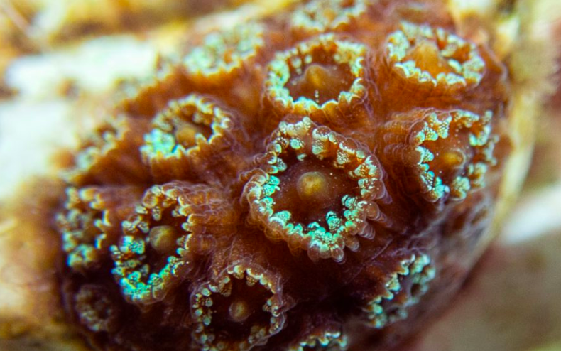 reef_research's tweet photo. NEW STUDY Reveals Impacts of Suspended Sediment from Port Miami on Larvae from Threatened Caribbean Coral
https://t.co/qGXfcVljJ7
#coralreefs #corallarvae #coralresearch #waterquality #caibbean #coralreefecology #coralscience #coralspawning #suspendedsediments #marinebiology https://t.co/N64yKx6XrZ