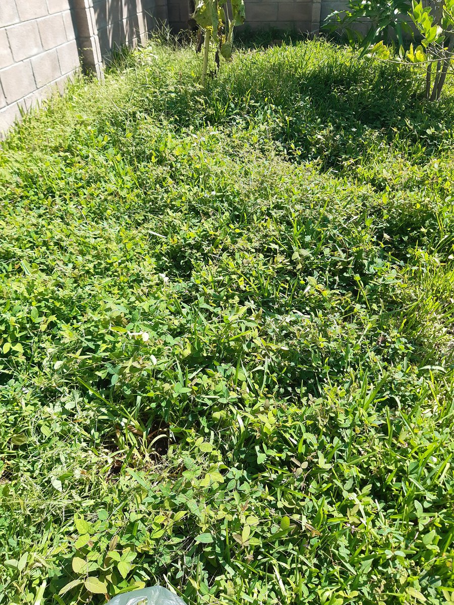 Yolanda Saldívar🇸🇻 tweet media