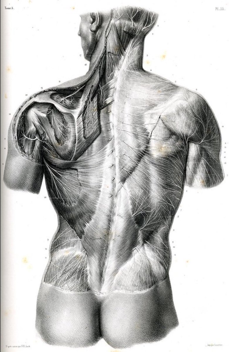 drteoa's tweet photo. La anatomía clásica 😍 https://t.co/5biKpwHIM6