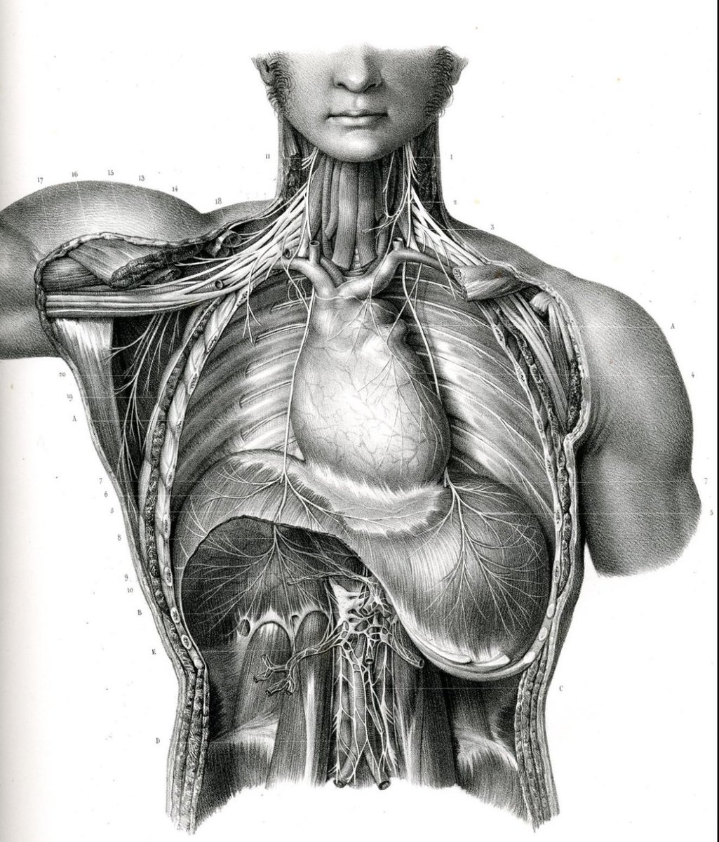 drteoa's tweet photo. La anatomía clásica 😍 https://t.co/5biKpwHIM6