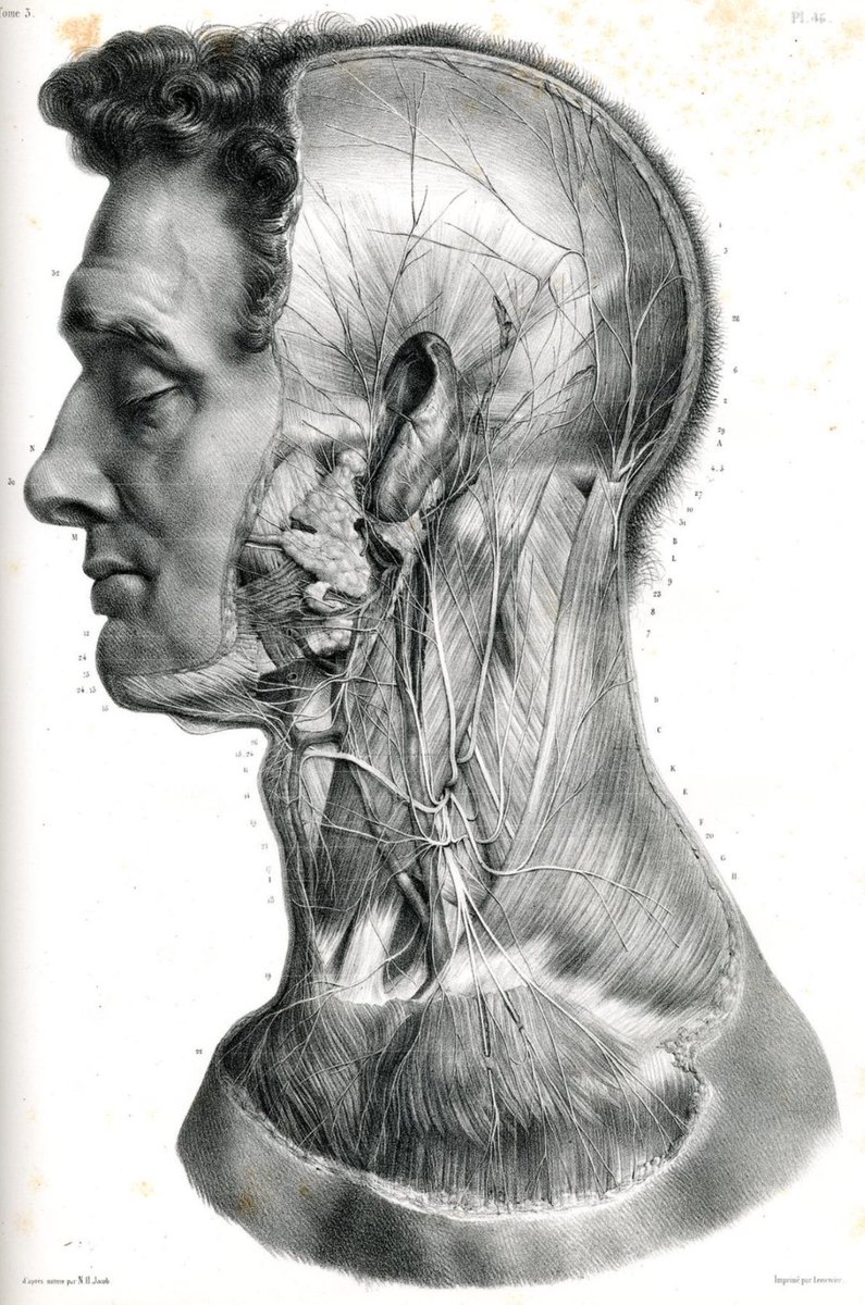 drteoa's tweet photo. La anatomía clásica 😍 https://t.co/5biKpwHIM6