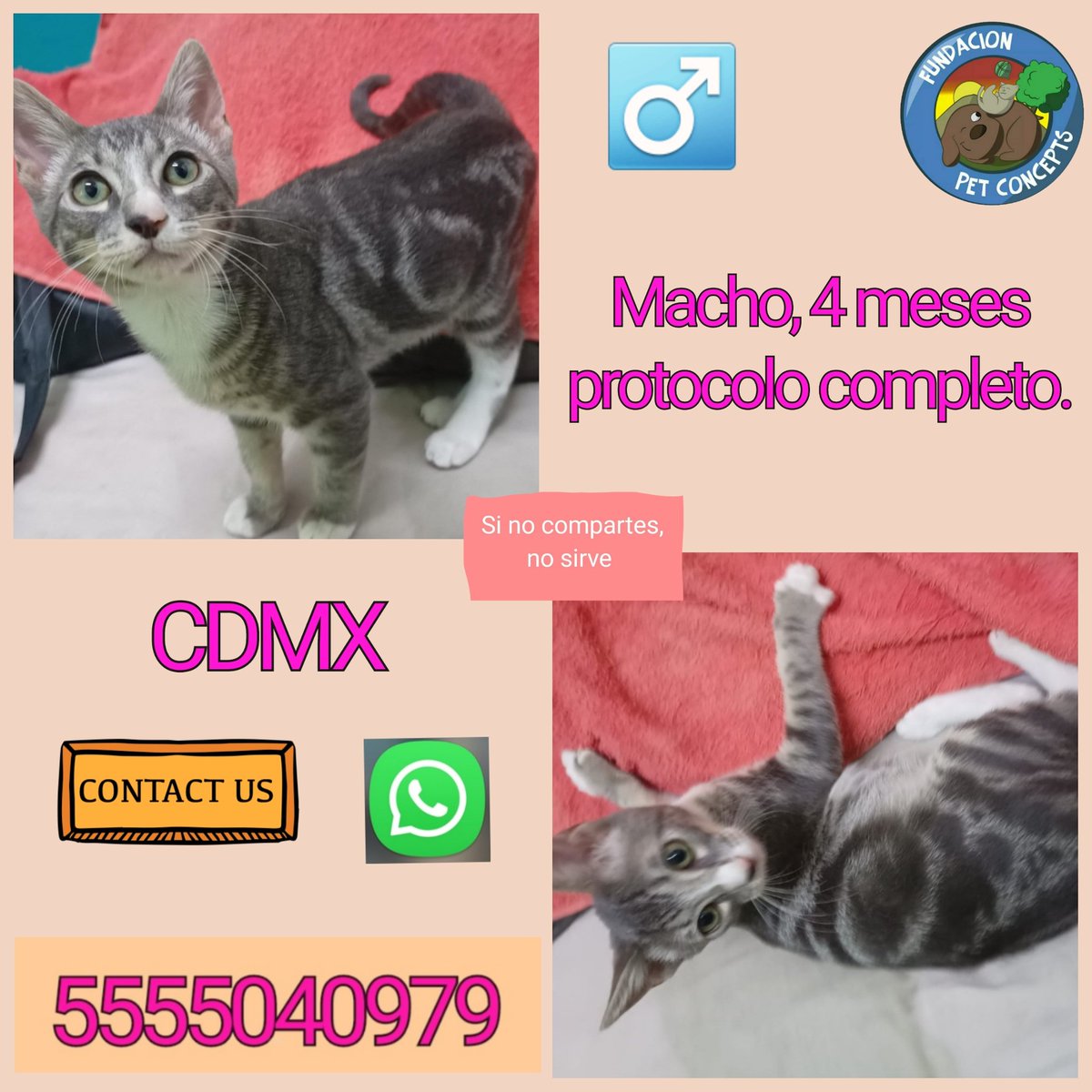 Dcyon's tweet photo. #AdoptaNoCompres #BuscoCasita #BuscoHogar #Amoroso #Michi #michitos #CDMX https://t.co/NcboEXBpOU