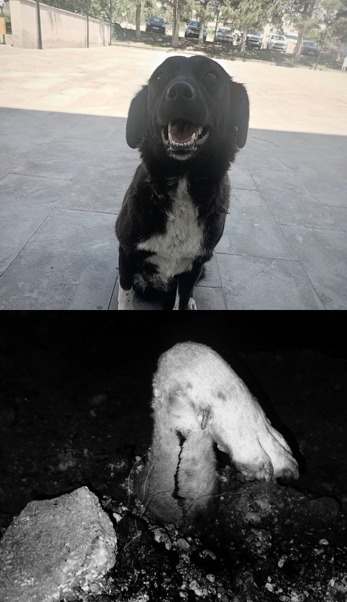 sselenn0's tweet photo. #nigdedekatliamvar
Katliam yasanızın eseri.
Umarım ki bu masum çocukların ölümüne sebep olan herkes bir gün bir doğal afet sonrası enkazda arama kurtarma köpeği beklerken sürünerek can verir. Öldürdüğünüz bu canlara muhtaç kalarak ölmenizi diliyorum. https://t.co/5xL2YggWON