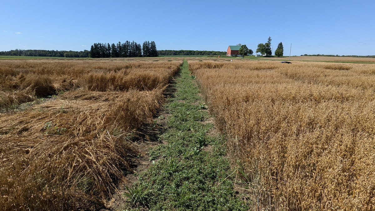 OCCC Oat trials at Palmerston. Same varieties, fungicide applied on the right. Which would you rather harvest? Look for data on gocrops.ca. <a href="/JoFollings/">Joanna Follings</a> <a href="/WheatPete/">Peter Johnson</a> <a href="/cropdoc2/">Dave Hooker</a>