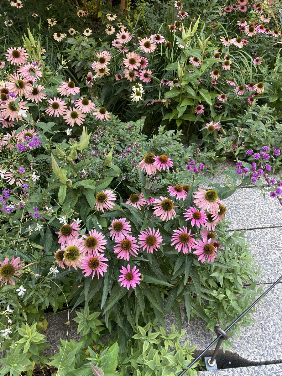 PD_at_work's tweet photo. "I'm not a painter, but l can see things in my mind that I can translate into the ground. I can see things that will happen over time."-Piet Oudolf. Great to have visited this Dutch garden designer’s project the High Line in New York. 🇳🇱 🌳 🇺🇸 https://t.co/iPaHUlO64o