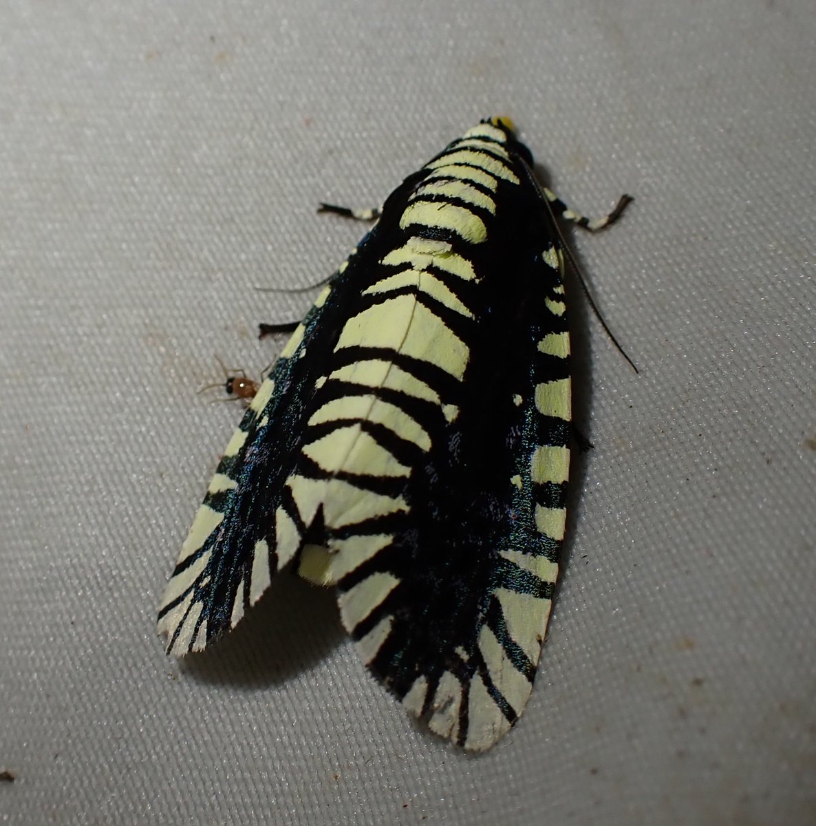 ハグルマヨトウ

八重山での雪辱を果たした
次は八重山で見たいぞ