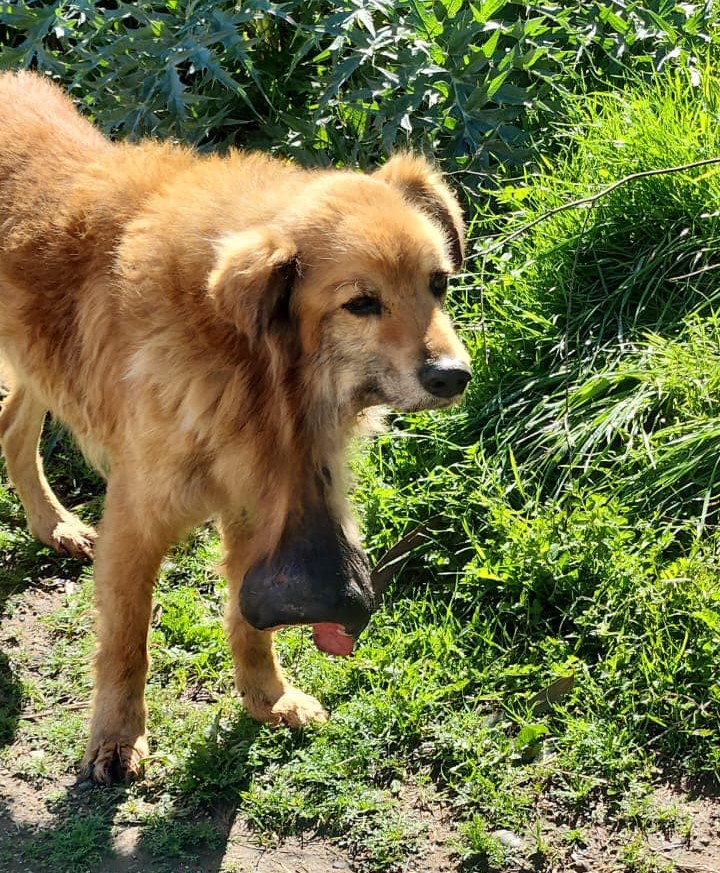 "SE RUEGA A LAS AGRUPACIONES ANIMALISTAS DE LA V REGION PUDIERAN AUXILIAR A ESTE PERRITO QUE PADECE CANCER. SE ENCUENTRA EN CONDICIÓN DE CALLE Y SIN NINGUNA ATENCIÓN. SE ENCUENTRA EN EL SECTOR SAN RAMÓN EN QUINTERO. SI PUEDES AYUDAR, LLÁMANOS AL +56976708763." Favor RT!
#Quintero