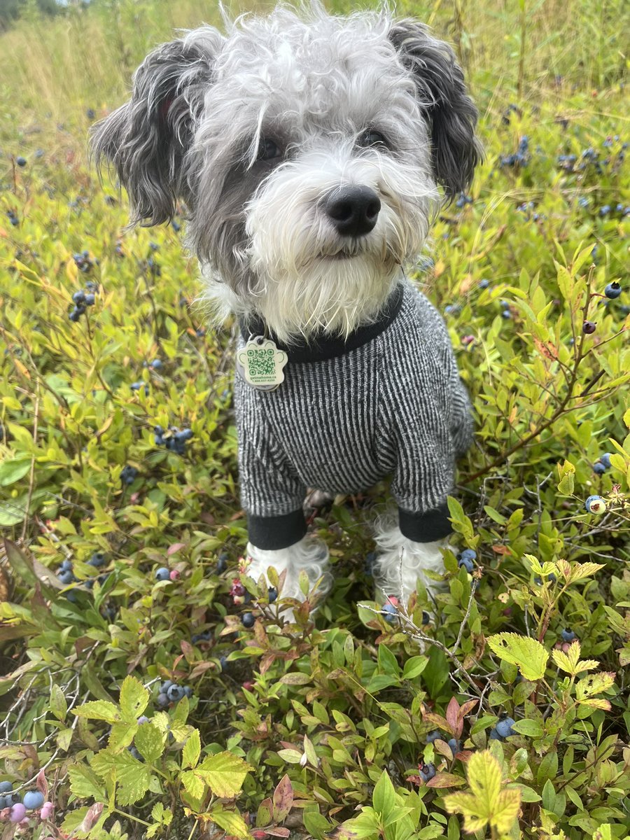 Caleb Gibbons, MBA, CFA®, FRM®, SCR™ 🌱 🇨🇦 (@firehorsecaper) on Twitter photo Blueberry season is a tad early with all the recent heat. Producers sweating again as last year’s $0.35/lb is less they 1/2 production cost for most. Blueberry season is a tad early with all the recent heat. Producers sweating again as last year’s $0.35/lb is less they 1/2 production cost for most.