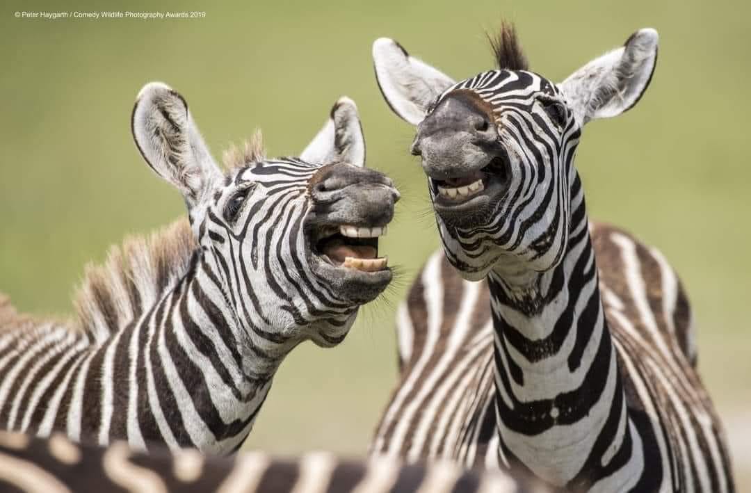 kristenamears's tweet photo. What are these Zebra Laughing at?  Tell me something funny.
#InteractiveThursday #funny https://t.co/oUffUupN1Z