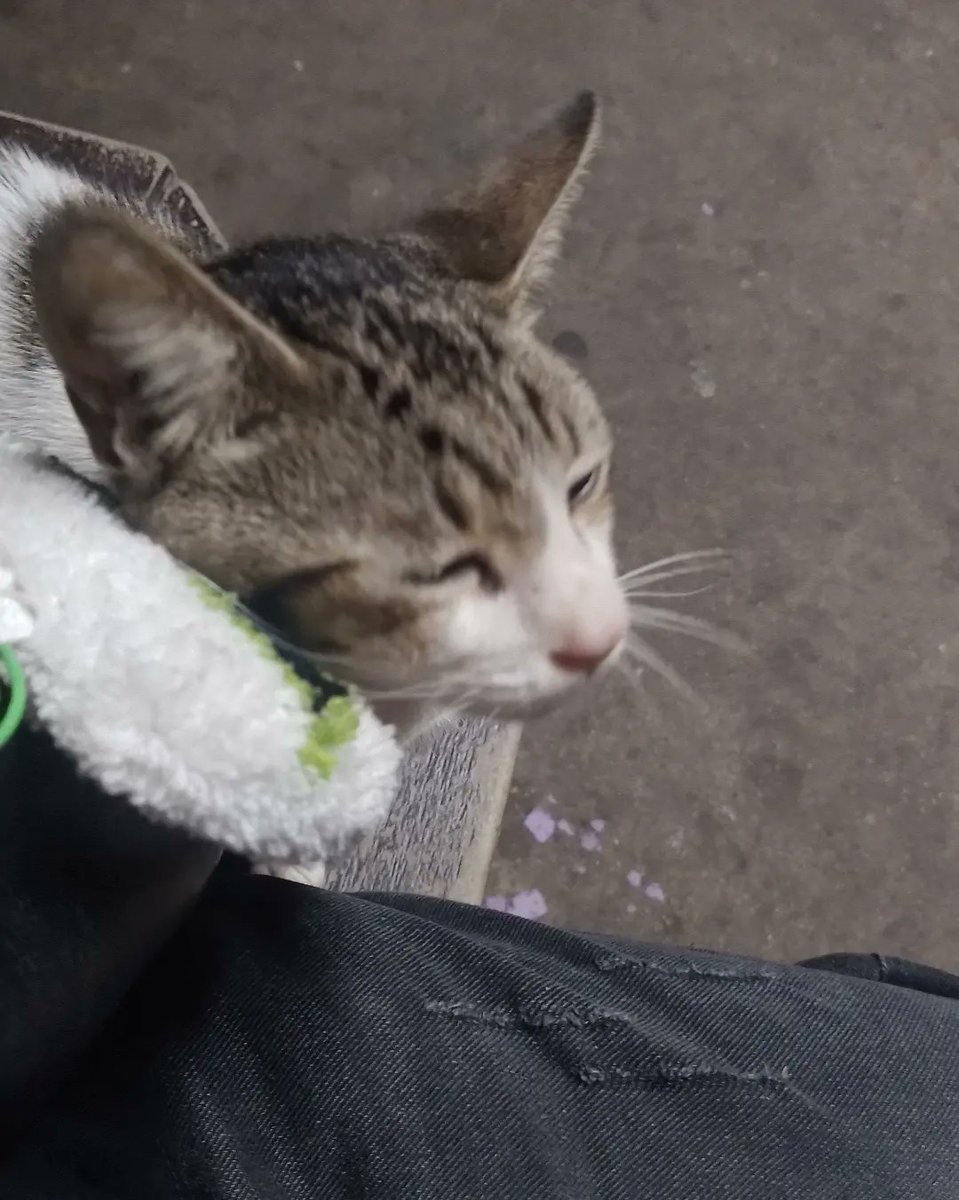 vernune's tweet photo. special to the cat who kissed my vernon keychain at the bus stop https://t.co/2psSn9aDO8