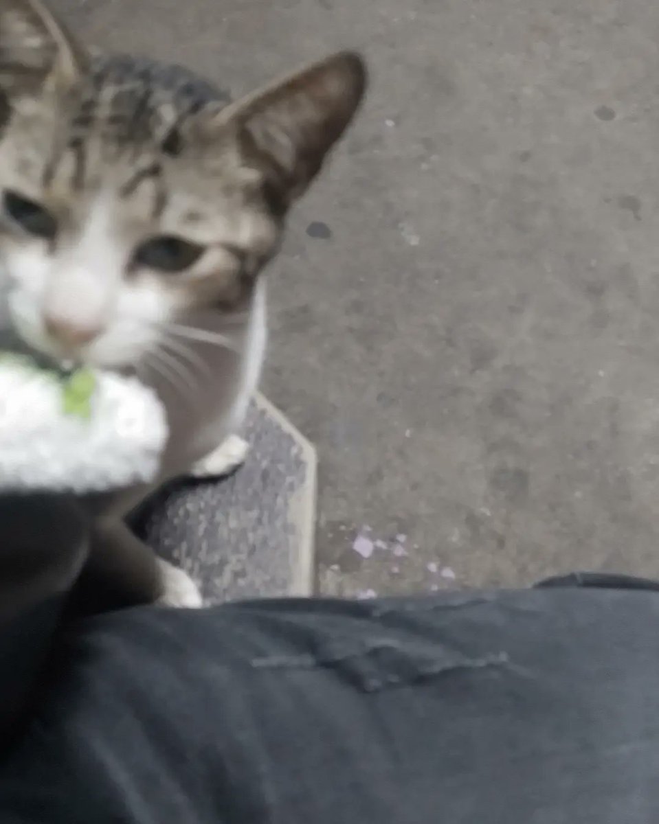 vernune's tweet photo. special to the cat who kissed my vernon keychain at the bus stop https://t.co/2psSn9aDO8