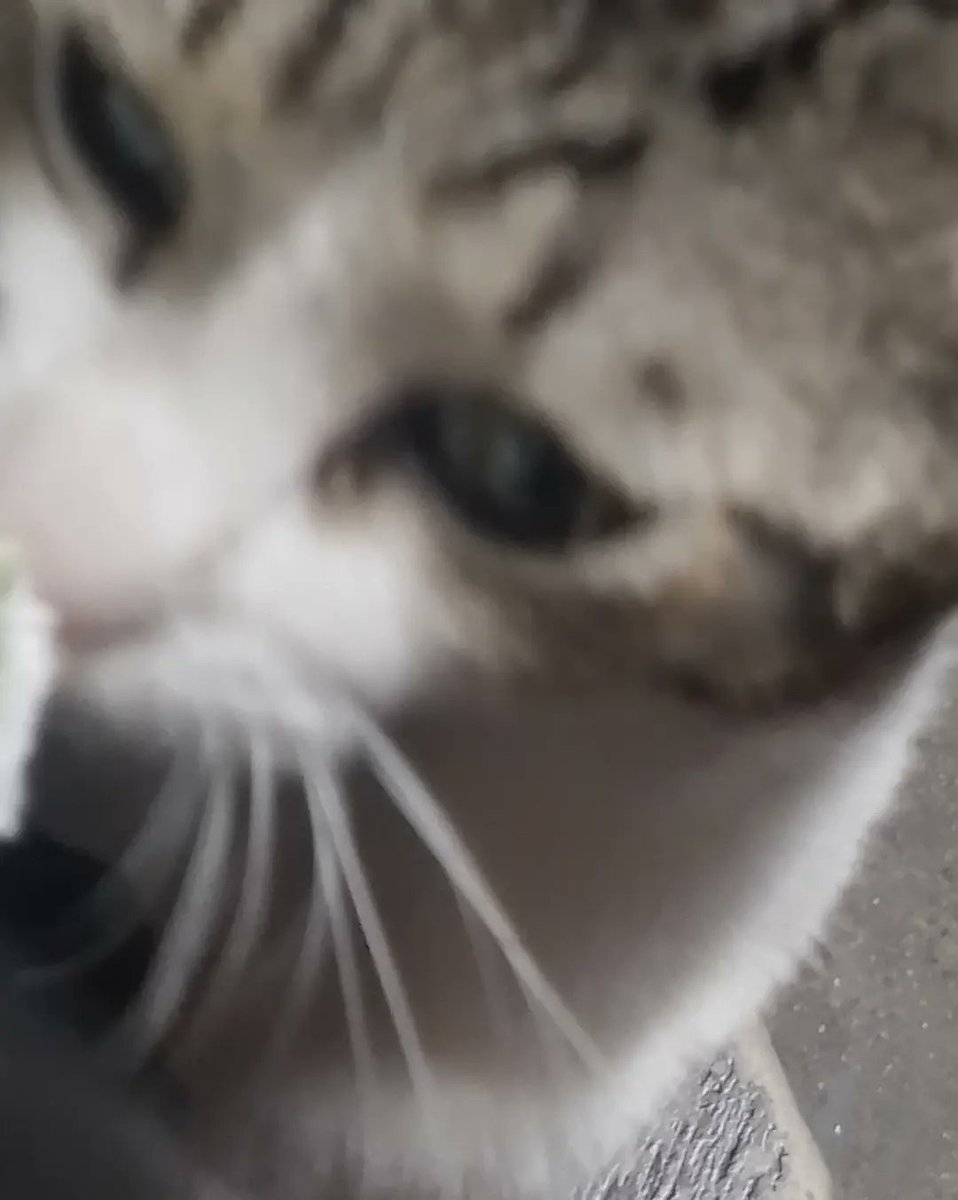 vernune's tweet photo. special to the cat who kissed my vernon keychain at the bus stop https://t.co/2psSn9aDO8