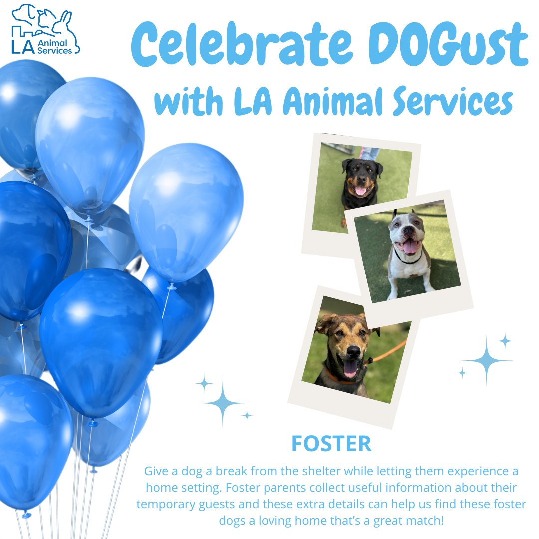 LACityPets's tweet photo. Celebrate #DOGust all month long by adopting, fostering, volunteering, or donating to LA Animal Services! We have so many wonderful pets ready to meet and go home with you! Visit https://t.co/vi9AMIH9z5 to learn more. #lacitypets #adoptashelterpet #DOGust #HumaneLA #adopt https://t.co/R5Y9xKkrCL