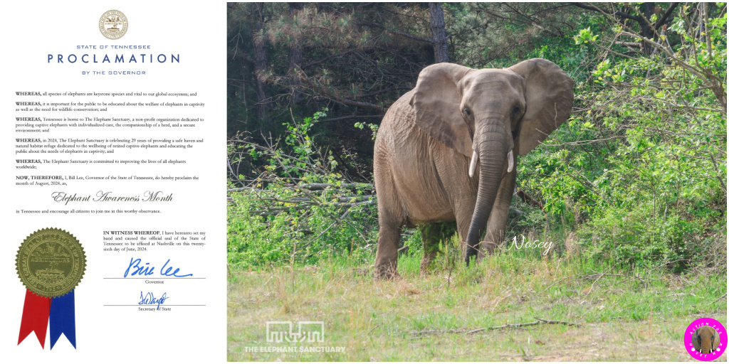 The state of Tennessee has again declared August as 'Elephant Awareness Month'  

Read More via <a href="/ElephantsTN/">The Elephant Sanctuary</a> 
elephants.com/news/elenotes/…

#ElephantAwarenessMonth #NoseyTheElephant #Elephants #Tennessee