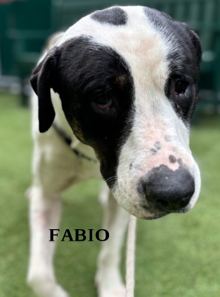 Each of us is a result of who has loved us...and who has refused to love us.
FABIO💙   6 yrs old
#NYCACC
FOSTER/RESCUE #PLEDGE

🖤KILL COMMAND🖤
