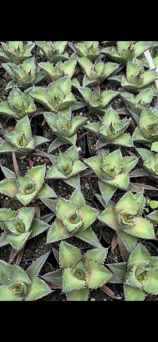 Because of passion, I like it