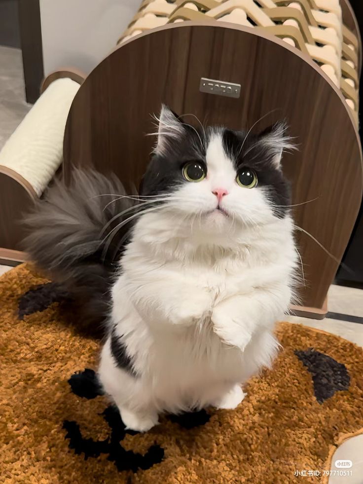 cutest cats (@cutestscats) on Twitter photo 