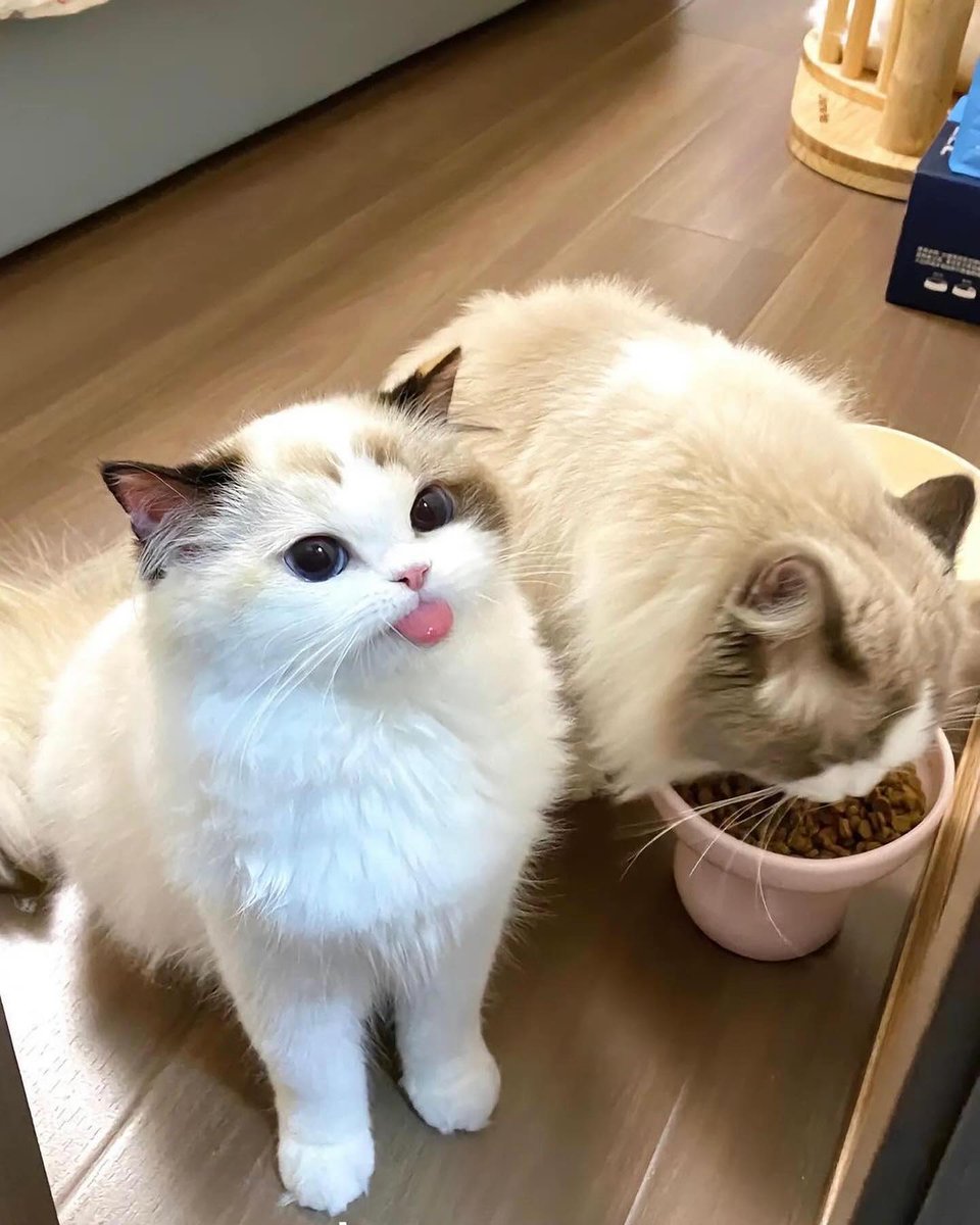 cutest cats tweet media