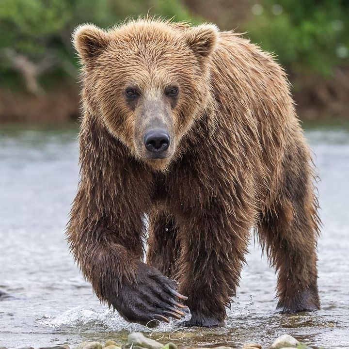 Bear Trust International tweet media