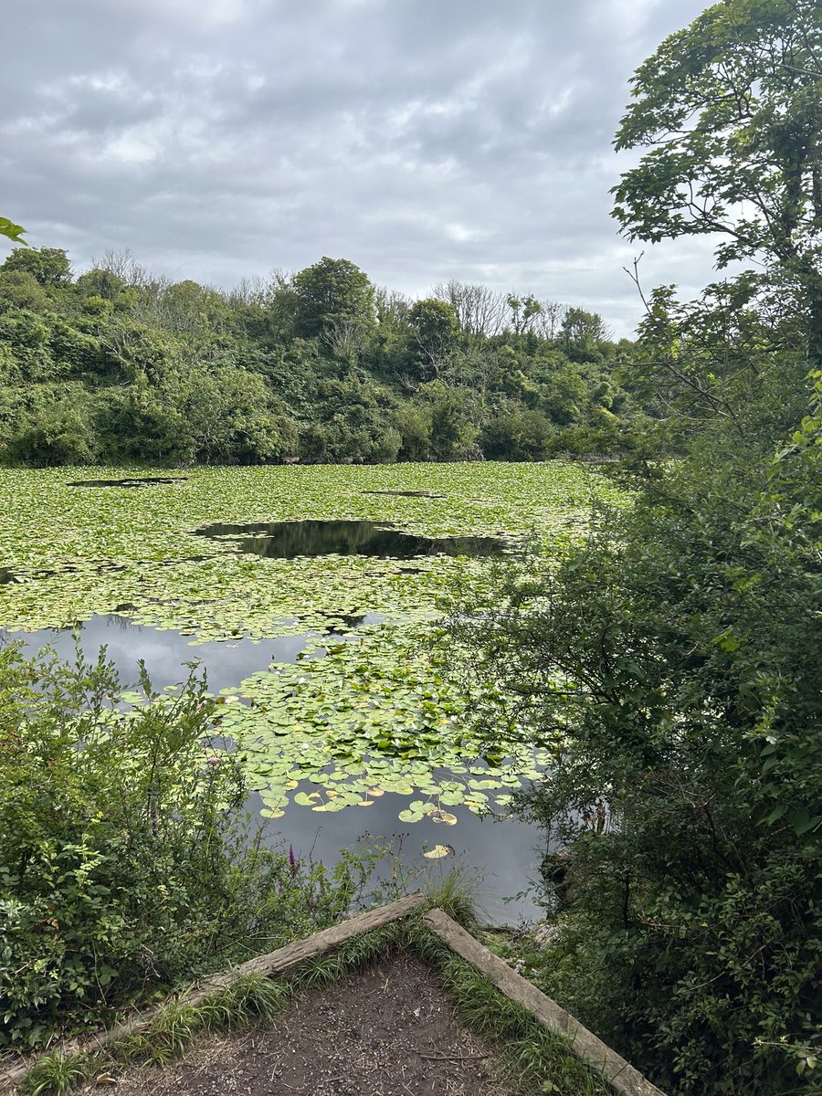 maxcat18's tweet photo. Lilly Ponds 🏴󠁧󠁢󠁷󠁬󠁳󠁿 https://t.co/eWc7igHfxL