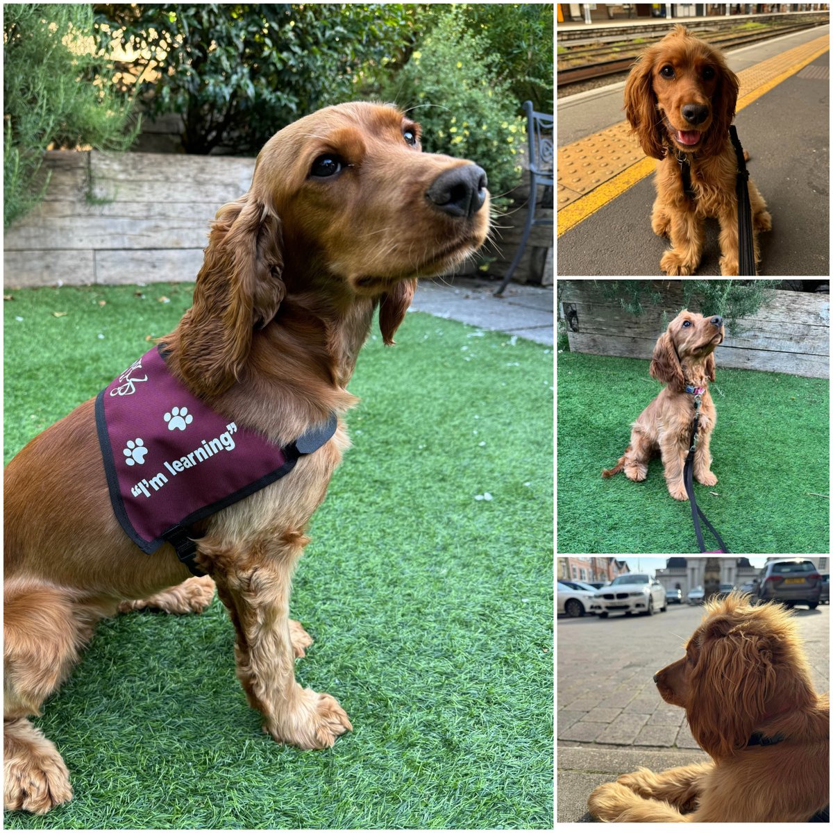 HearingDogs's tweet image. Congratulations to lovely Libby for passing the second stage of her hearing dog training 🎉

Libby is now the proud owner of a training jacket which she'll wear when travelling on public transport and when practising in public places 🐕‍🦺

#InternationalAssistanceDogWeek