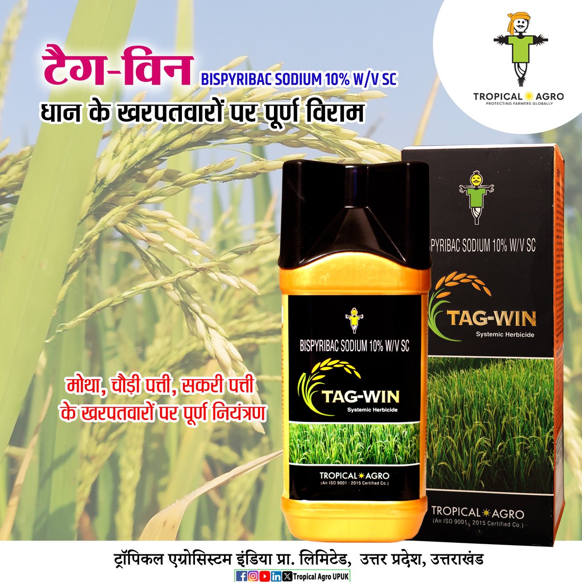 AgroUpuk's tweet image. धान के खरपतवारों पर पूर्ण विराम 
मोथा, चौड़ी पत्ती, सकरी पत्ती के खरपतवारों पर पूर्ण नियंत्रण 

#herbicide #tagwin