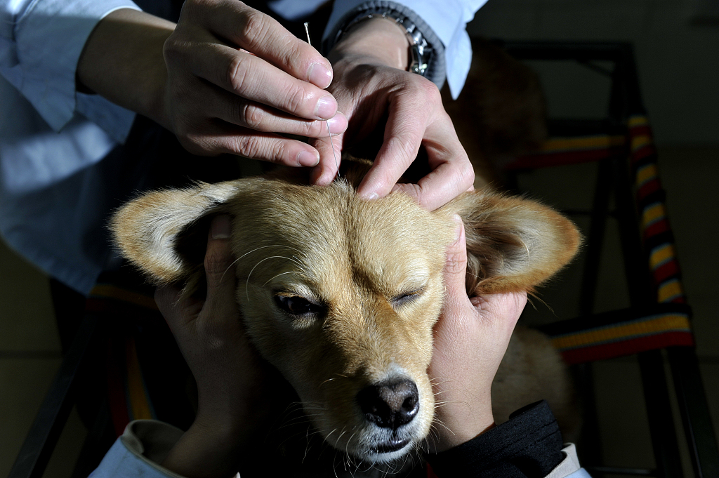 ChinaDaily's tweet photo. Traditional Chinese veterinary medicine sees paw-sitive prospects among pet owners.๐พ๐พ๐๐ #TCVM #TCM Read more: https://t.co/Mnqaz2glPX https://t.co/KMRptyhFQz