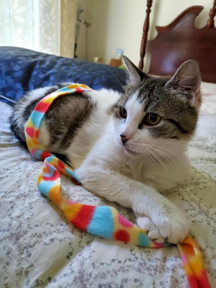 ProjectMEOW's tweet photo. 🕊️ Fly Free Gladys 🕊️ 

Gladys came to us in 2020, and went right into a loving foster home where she was endlessly spoiled and treated like a queen. Sadly, she had grown very ill over the past few months and we had to make the difficult decision to say goodbye. (1) https://t.co/TQ7tK5pKiv