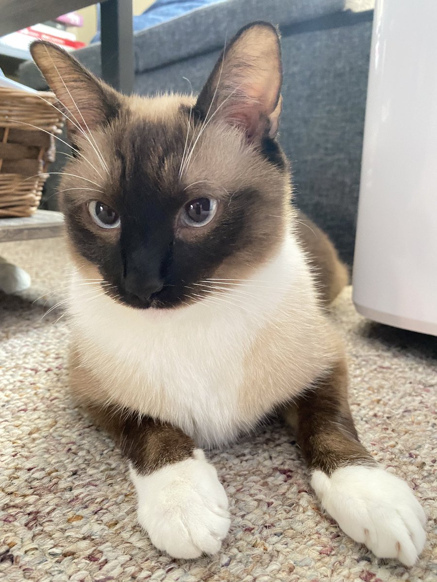 BOBBYC0007's tweet image. This is my first r certificate video as it has sone very adult content 

Siamese Grace sits on her brother #love #cat #stronglanguage
youtu.be/HS9R876iGOk