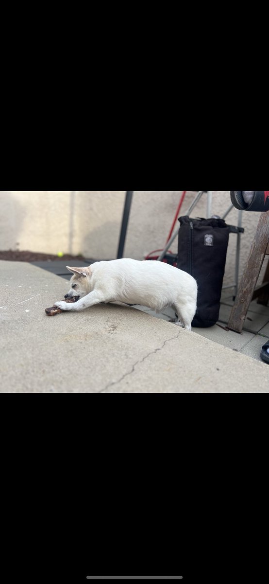 bluntedkat's tweet photo. Hey @tomcolicchio , please enjoy my boyfriend’s old man dog showing off his muscles as he enjoys a fine @CraftsteakLV leftover we brought 🥩 😂 https://t.co/RqDY1suepn