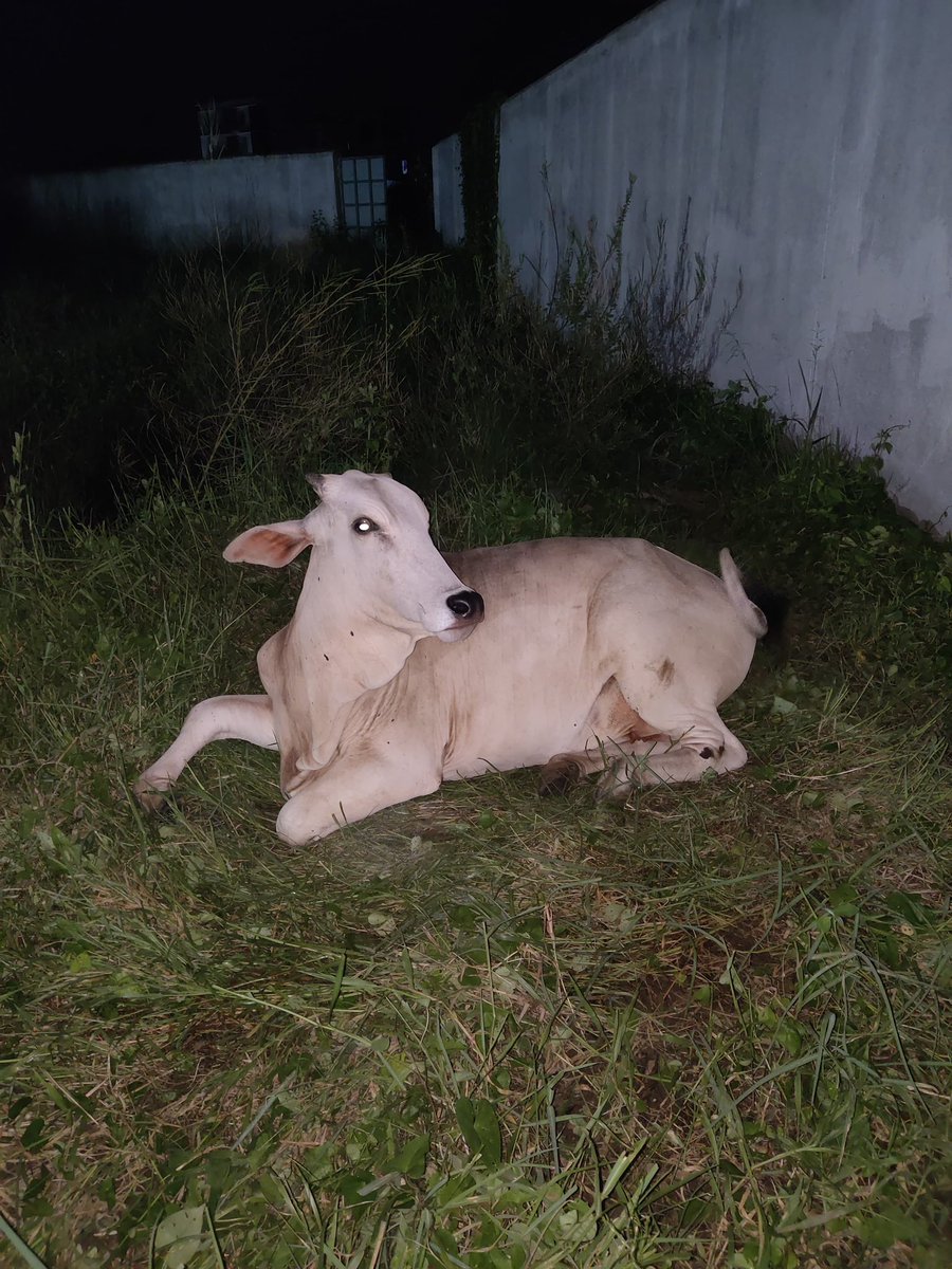 Omkumar_1992's tweet photo. @dahvsodisha @CMO_Odisha sir,This cow met with a accident yesterday. After multiple call #1962, Dr visited and told to raise one more request for ambulance.We tried many time but didn’t get any response from ambulance driver or from the respective authority. Mob-79-78924670. https://t.co/hVysXvUR41