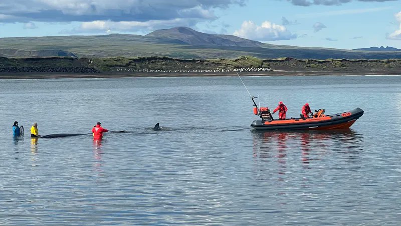 Update: the whale has been successfully freed! Once submerged, the rescue team was able to safely pull the whale away from the beach and towards the ocean.

(Photos via RÚV / Benedikt Sigurðsson)