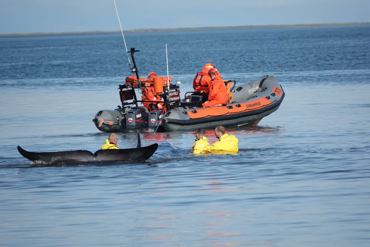 HvalaFrettir's tweet photo. Update: the whale has been successfully freed! Once submerged, the rescue team was able to safely pull the whale away from the beach and towards the ocean.

(Photos via RÚV / Benedikt Sigurðsson) https://t.co/6fRKiHHzsH