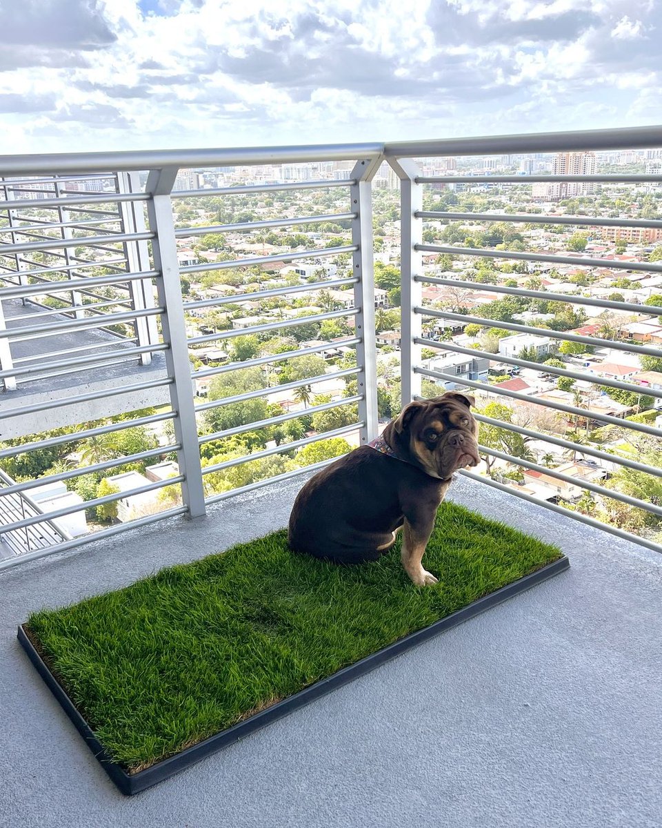 FreshPatch's tweet image. Potty time with city views for #FreshPatchPup 📷📷@thischarmingbulldogozzy⁠
⁠
#FreshPatch #CityDog #Bulldog #ApartmentLiving