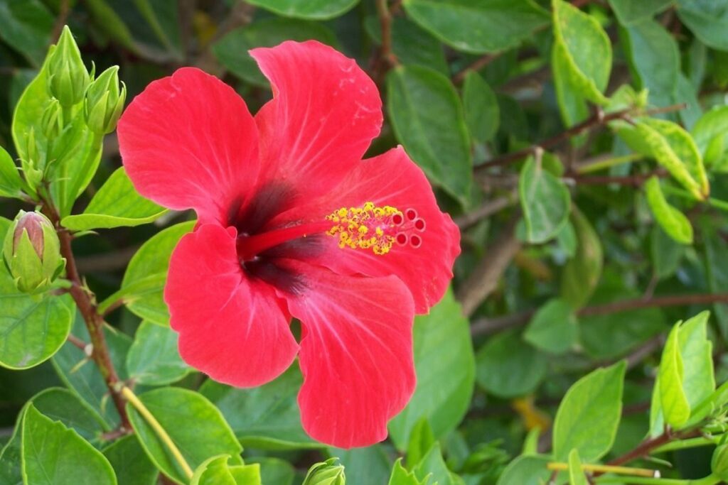 La cayena es una planta conocida por sus grandes beneficios medicinales y una fuente para preparar remedios caseros para la caspa y caída del cabello, así como para aliviar el estrés y ayudar a conciliar el sueño con la preparación de un té. Que espera para sembrar está planta.