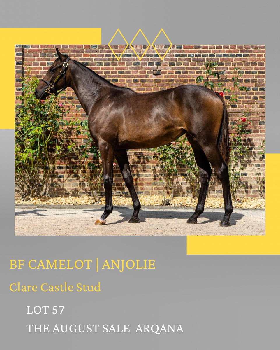 BF Camelot | Anjolie Lot 57 <a href="/InfoArqana/">ARQANA</a> The August Sale 

Quality filly and first foal of a Dark Angel mare from a deep Wertheimer family.

#ClareCastleStud
#CoolmoreSires
Small Draft Huge Success