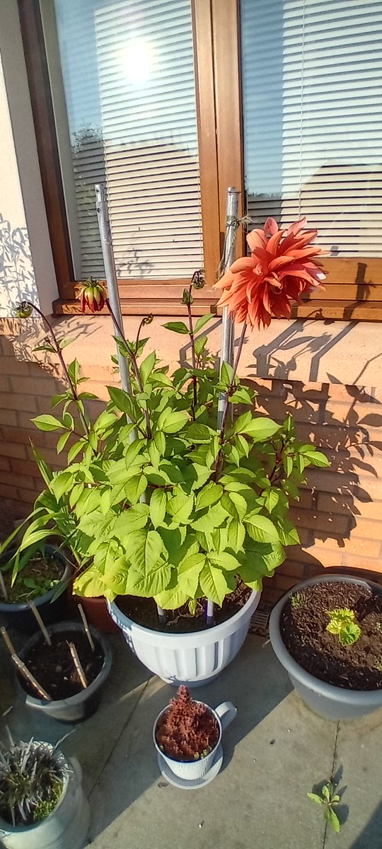 Budget_Gardener's tweet photo. #Flowers #garden #gardeninspiration #gardenersworld #Dahlia #dahlias #dahlialove https://t.co/OOT5H2wFTc