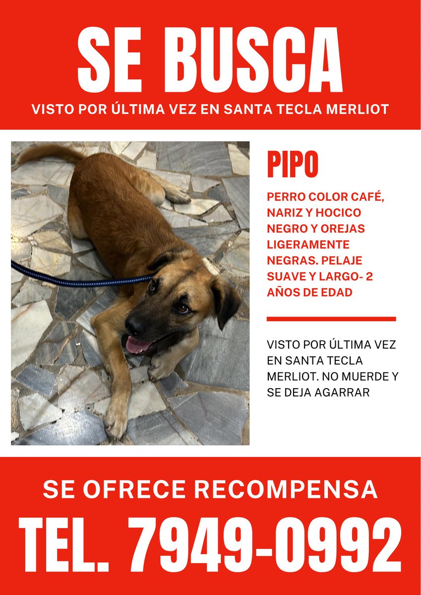 lamanadadepick's tweet photo. #SERVICIOSOCIAL
ATENCIÓN!
Zona Merliot y Santa Tecla, se busca a Pipo, si lo ve comunicarse al 79490992 https://t.co/EDIYzaP4W4