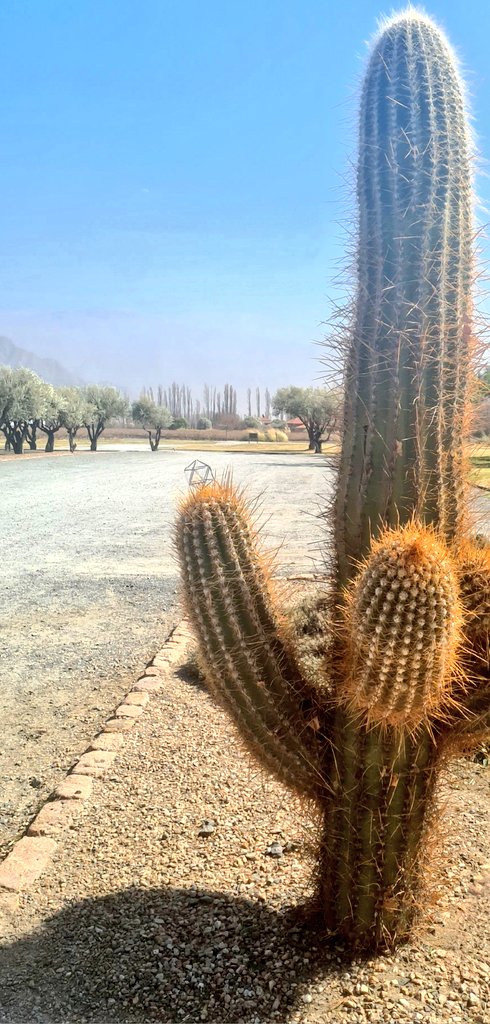 Doistol's tweet photo. The $PNK tours in #Cafayate
#LongKleros https://t.co/nBzEBVszus