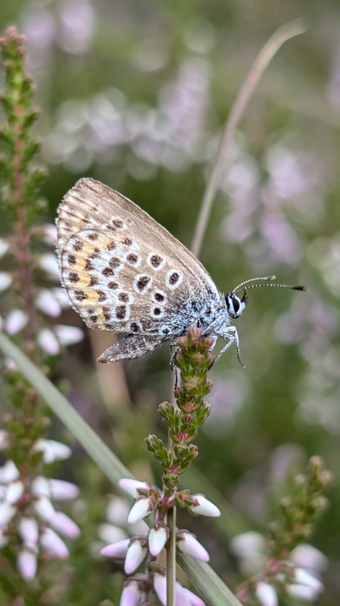 SteveRoutl74122's tweet photo. Not the best for finding insects today, due to the weather, but still managed to find this little beauty #silverstuddedblue https://t.co/sp2fa9233p
