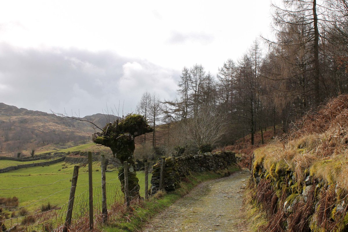 PhotoTjv's tweet photo. Remote Bridleway
(Watendlath, Lake District, Cumbria, March 2018)
#photography #landscapephotography #ruralphotography #landscape #publicfootpath #bridleway #farmland #fields #conifers #trees #stonewalls #hills #LakeDistrict #Cumbria #Watendlath https://t.co/ToIyJvVk23
