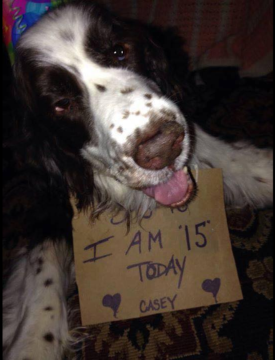 Best in Dogs tweet media