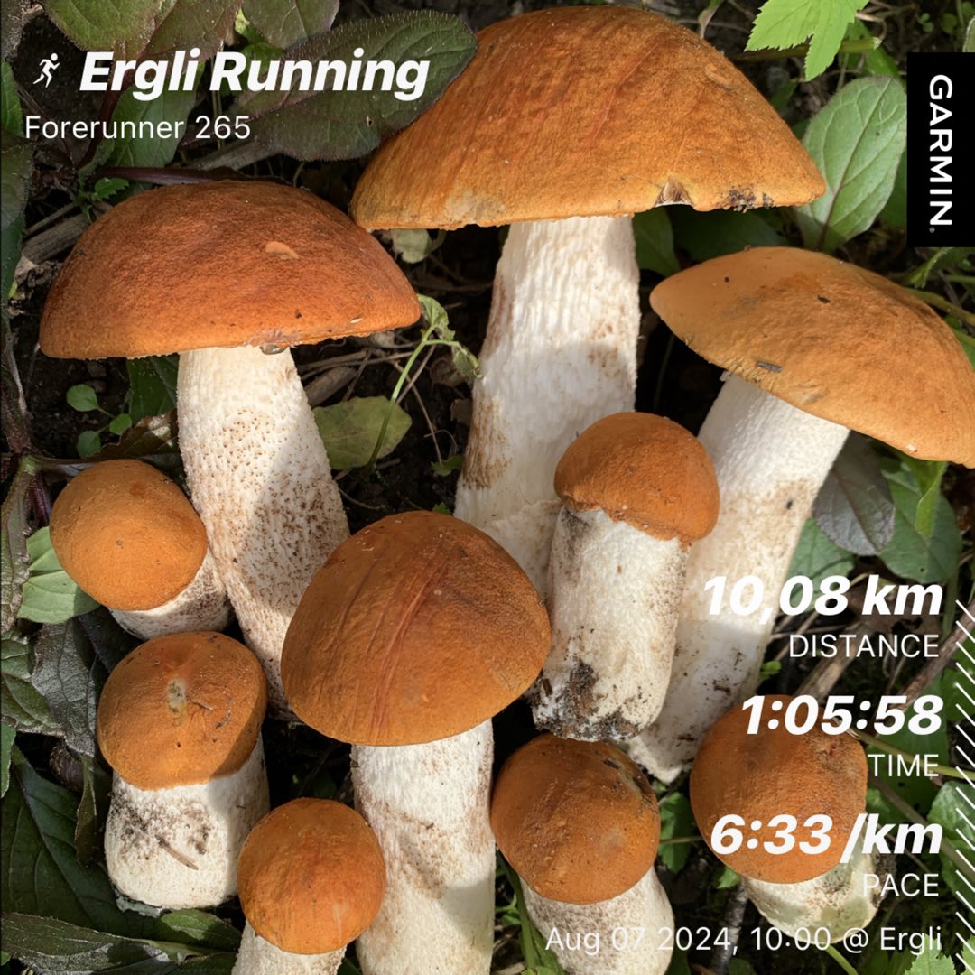 Ielejs's tweet photo. Trešdienas skrējiens + apšu bekas. 07.08.2024. #skrien #apšubekas #run #running https://t.co/qNhC63RWQ8