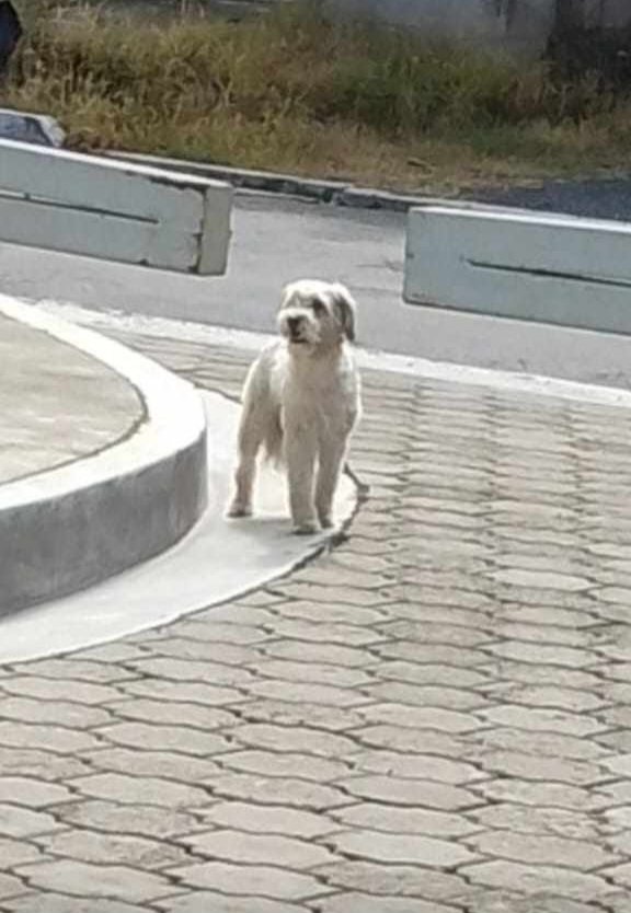 lamanadadepick's tweet photo. #SERVICIOSOCIAL
Este perrito anda deambulando en las afueras de la Residencial Florencia, Lourdes Colon.  Por si a alguien se le ha escapado.
Información 63172863 https://t.co/LTVQENZne6