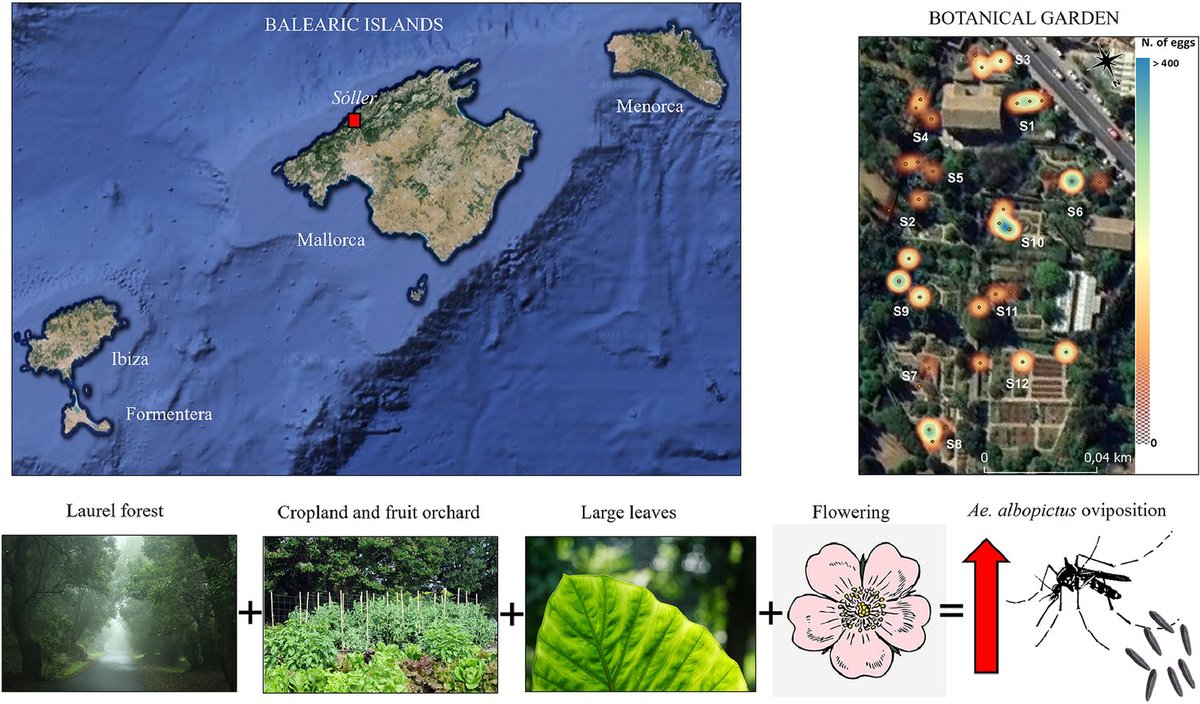 ✅New article out: 

" Influence of plant community on Aedes albopictus (Diptera, Culicidae) oviposition behaviour: insights from a Spanish botanical garden"

<a href="/CarlosZooUIB/">Carlos Barceló</a> 
<a href="/RLuzn/">Raúl Luzón</a> 

Thanks for the invitation to participate!

pubmed.ncbi.nlm.nih.gov/39094828/