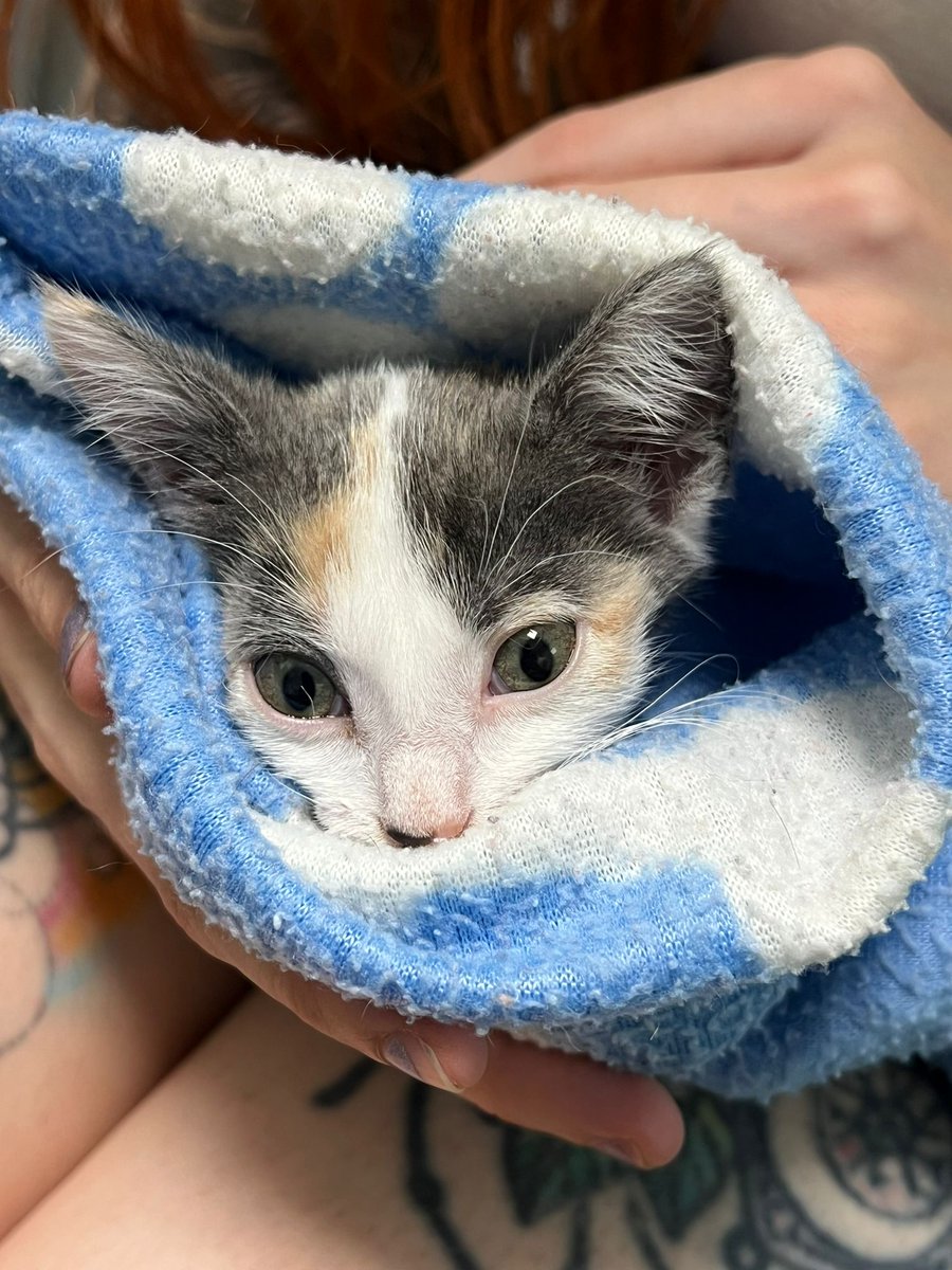 ItxShiyuu's tweet photo. Hilo largo suplico RTs

Hola chicos mis padres adoptaron una gatita hace un mes y ha dado positivo en Panleucopenia, ellos pueden hacerse cargo de esta factura (más las anteriores de estos últimos días ya pagadas) y de 2 días de hospitalización son unos 120€ al día
(Sigo) https://t.co/pucsvTw2d7